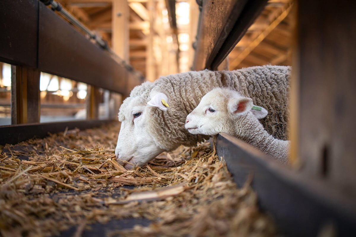 Photo of a small sheep and its mother eating feed in a barn, representing the use of quality ingredients in animal feed production.